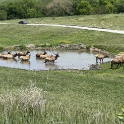 Elk pond