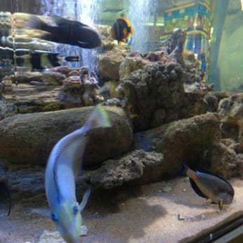 Seaview Aquarium Centre - Seaview Aquarium - Pet Stores Near Me - Plympton, SA