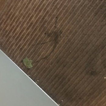 Quality Inn - dog pee AND not vacuumed - Hotels Near Me - Madras, Oregon Quality Inn - dog pee AND not vacuumed - Hotels Near Me - Madras, Oregon