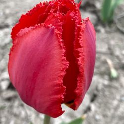 Golden Hour Tulip Farm - Tulip