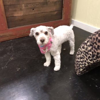 A Posh Pooch - Puppy cut - Pet Groomers Near Me - Post Falls, Idaho A Posh Pooch - Puppy cut - Pet Groomers Near Me - Post Falls, Idaho