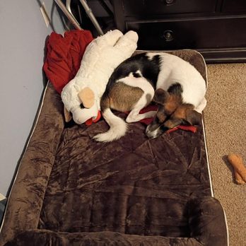 Poodle and Pooch Rescue - jojo in his brand new bed with his new giant Lambchop, but sleeps in my bed too - Pet Adoption Near Me Poodle and Pooch Rescue - jojo in his brand new bed with his new giant Lambchop, but sleeps in my bed too - Pet Adoption Near Me