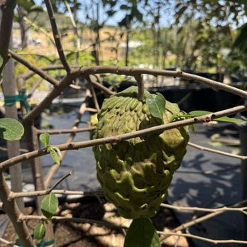 Tropical Nursery - Nurseries & Gardening Near Me - Vista, California Tropical Nursery - Nurseries & Gardening Near Me - Vista, California