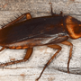 Photo of Coweta / Fayette Termite & Pest Control