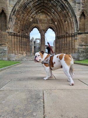 Elgin Cathedral by null