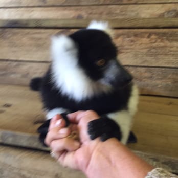 Zootastic Park - So sweet - Zoos Near Me - Troutman, North Carolina Zootastic Park - So sweet - Zoos Near Me - Troutman, North Carolina