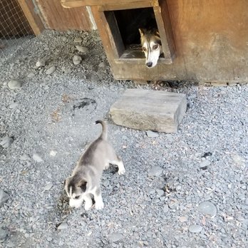 Seavey's IdidaRide Dog Sled Tours - Tours Near Me - Seward, Alaska Seavey's IdidaRide Dog Sled Tours - Tours Near Me - Seward, Alaska