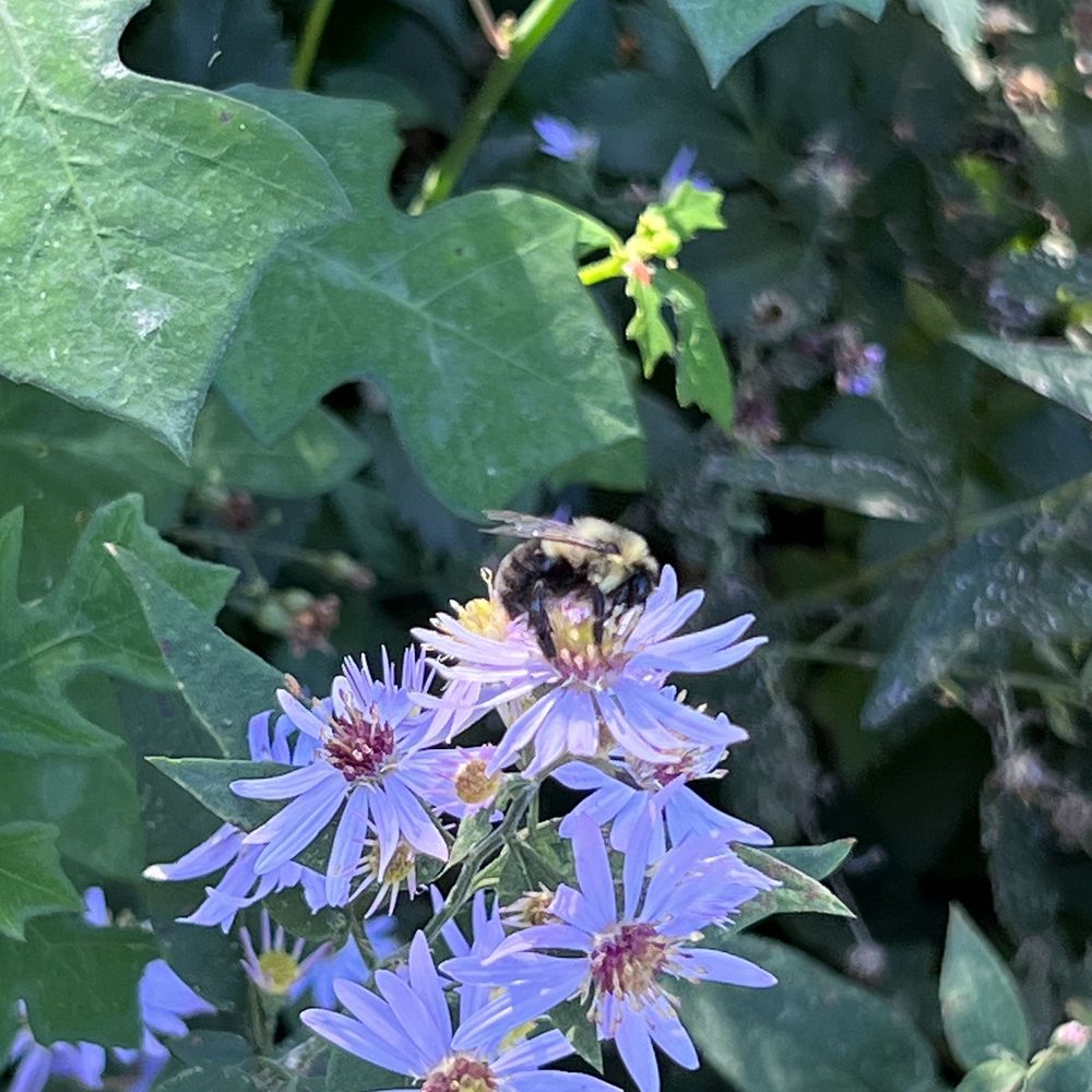Little bumblebee on Aster