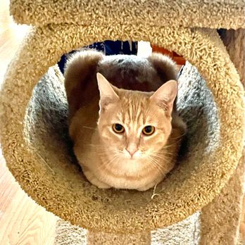 Critter Sitters LA - Pet Sitting Near Me - El Segundo, California