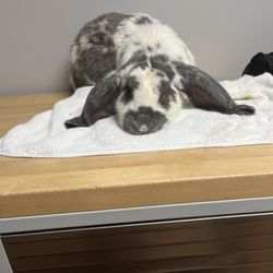 Hope Animal Hospital