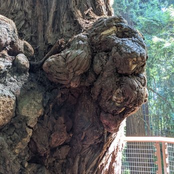 Sequoia Park Zoo - Zoos Near Me - Eureka, California Sequoia Park Zoo - Zoos Near Me - Eureka, California