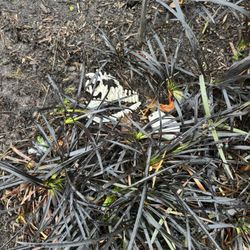 Bellagios Pizza - Broken Halloween decor and smashed plants