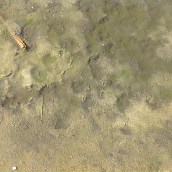 Salton Sea - Sludge - Beaches Near Me - Desert Shores, California