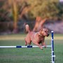 Photo of Markim Pet Resort