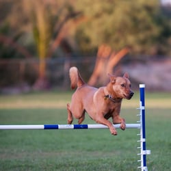 Markim Pet Resort