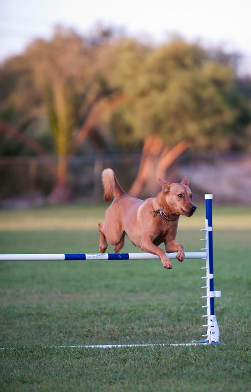 Markim Pet Resort - pet boarding facility in San Diego, CA