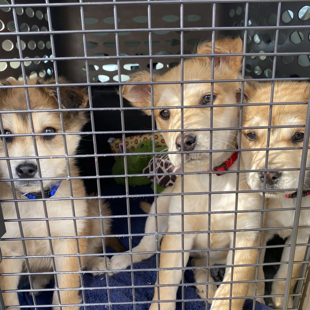 Puppies we are fostering l-r: jack jack, chloe, and belle. Pic taken after visiting rescue for vaccines, collars,and deworming
