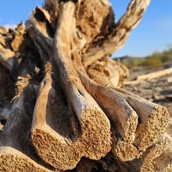 San Tan Mountain Regional Park - Cactus skeleton