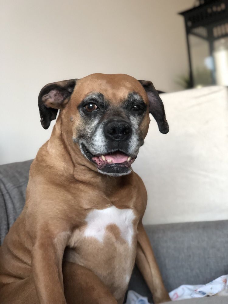 PARK SLOPE VETERINARY CENTER 58 Photos & 119 Reviews Veterinarians