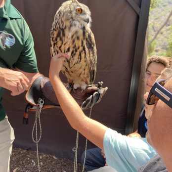 Catalina Falconry Experience - Eagle owl - Active Life Near Me - Avalon, California Catalina Falconry Experience - Eagle owl - Active Life Near Me - Avalon, California