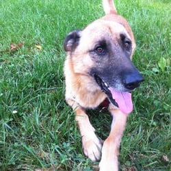 Comfort Kennels - Bo having fun while at parkewood!