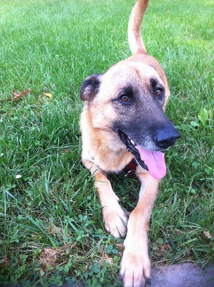 COMFORT KENNELS Updated August 2024 13 Reviews 6612 W 300th N