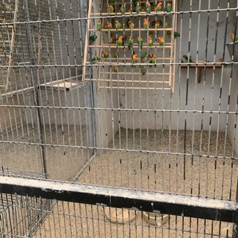 Magnolia Bird Farm - Bird inside of cages - Pet Stores Near Me - Riverside, California Magnolia Bird Farm - Bird inside of cages - Pet Stores Near Me - Riverside, California