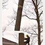 Photo of Upland Timber Tree Service