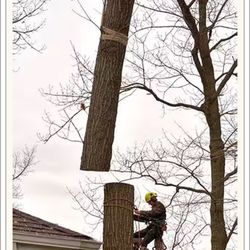 Upland Timber Tree Service - Upland Timber Tree Service