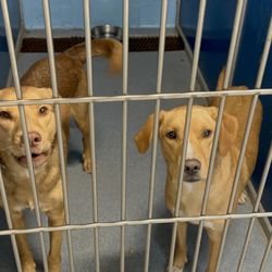Limerick Veterinary Hospital