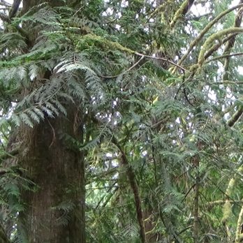 Tickle Creek Park & Trail - Nature at its finest - Hiking Near Me - Sandy, Oregon Tickle Creek Park & Trail - Nature at its finest - Hiking Near Me - Sandy, Oregon