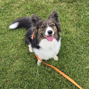 Dyad Dog Training - Tsuki - Pet Training Near Me