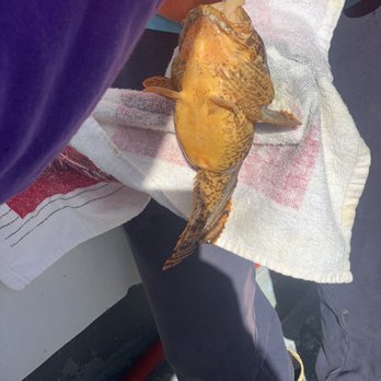 Never Enuff Fishing - Caught a toad fish - Fishing Near Me - Flushing, New York Never Enuff Fishing - Caught a toad fish - Fishing Near Me - Flushing, New York