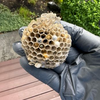 Banish Pest Control - Pest Control Near Me Banish Pest Control - Pest Control Near Me
