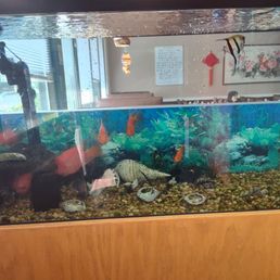 Nice clean fishtank Nice clean fishtank