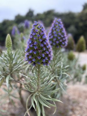El Capitan Canyon by null
