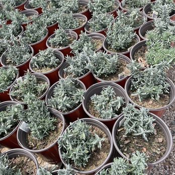 Lavender Ridge Farms - Nurseries & Gardening Near Me - Gainesville, Texas Lavender Ridge Farms - Nurseries & Gardening Near Me - Gainesville, Texas