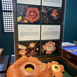 Museo Sugbo