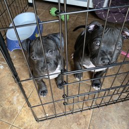 Our two pitbull puppies Cookie and Mimi Our two pitbull puppies Cookie and Mimi