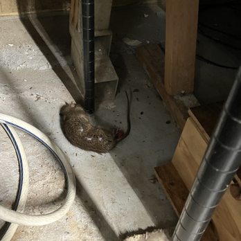 Elite Exterminating - Pest Control Near Me
