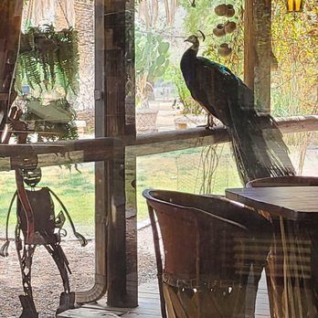 Luchia's Restaurant - Free roaming peacocks - New American Near Me - Wikieup, Arizona Luchia's Restaurant - Free roaming peacocks - New American Near Me - Wikieup, Arizona