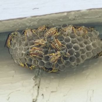 Abba Complete Pest Control - Paper Wasp nest. - Pest Control Near Me - Crystal, Minnesota Abba Complete Pest Control - Paper Wasp nest. - Pest Control Near Me - Crystal, Minnesota