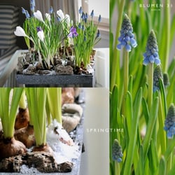 Blumen 31