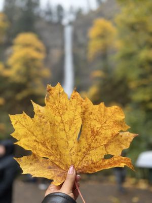 Multnomah Falls by null Multnomah Falls by null