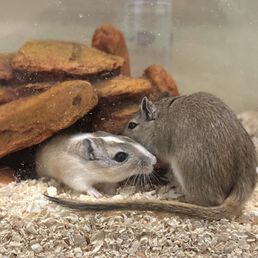 Gerbils from Denny's, exploring their new home