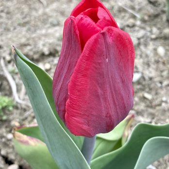 GOLDEN HOUR TULIP FARM - Updated October 2025 - 15 Photos