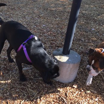 Martinez Dog Park - Making new friends *sniff sniff! - Dog Parks Near Me - Martinez, California Martinez Dog Park - Making new friends *sniff sniff! - Dog Parks Near Me - Martinez, California