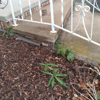 Fox Valley Tree Care & Landscaping - You can see where the weed barrier is not trimmed against the stairs in this picture as well as the weeds growing through the weed barrier. - Tree Services Near Me - Neenah, Wisconsin Fox Valley Tree Care & Landscaping - You can see where the weed barrier is not trimmed against the stairs in this picture as well as the weeds growing through the weed barrier. - Tree Services Near Me - Neenah, Wisconsin