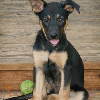 STAR - Support Team Animal Rescue - Community Service/Non-Profit Near Me STAR - Support Team Animal Rescue - Community Service/Non-Profit Near Me