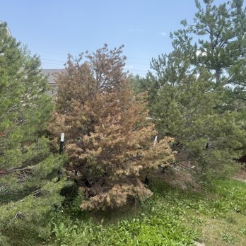 Front Range Landscape and Nursery - Piñon Pines from FRL&N - Nurseries & Gardening Near Me - Franktown, Colorado Front Range Landscape and Nursery - Piñon Pines from FRL&N - Nurseries & Gardening Near Me - Franktown, Colorado